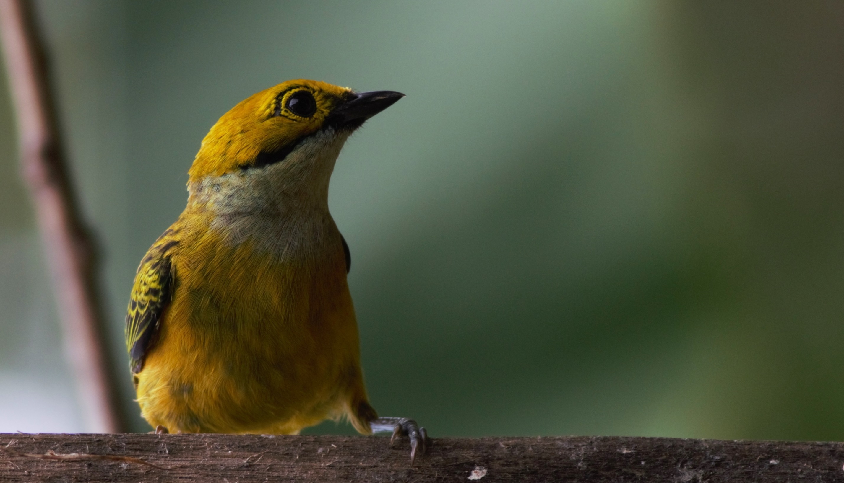 Silver-throated Tanager